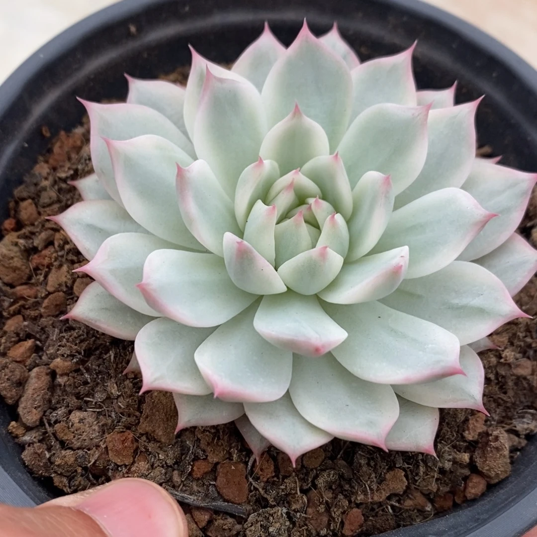 TP锦多肉植物9058