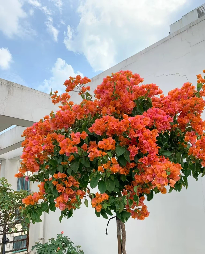 绿叶橙 三角梅 四季开 勤花品种 一物一拍