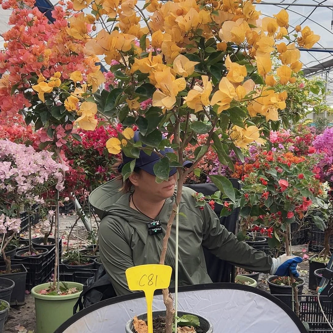 真***诚大部分花苞少量开放C81金探戈