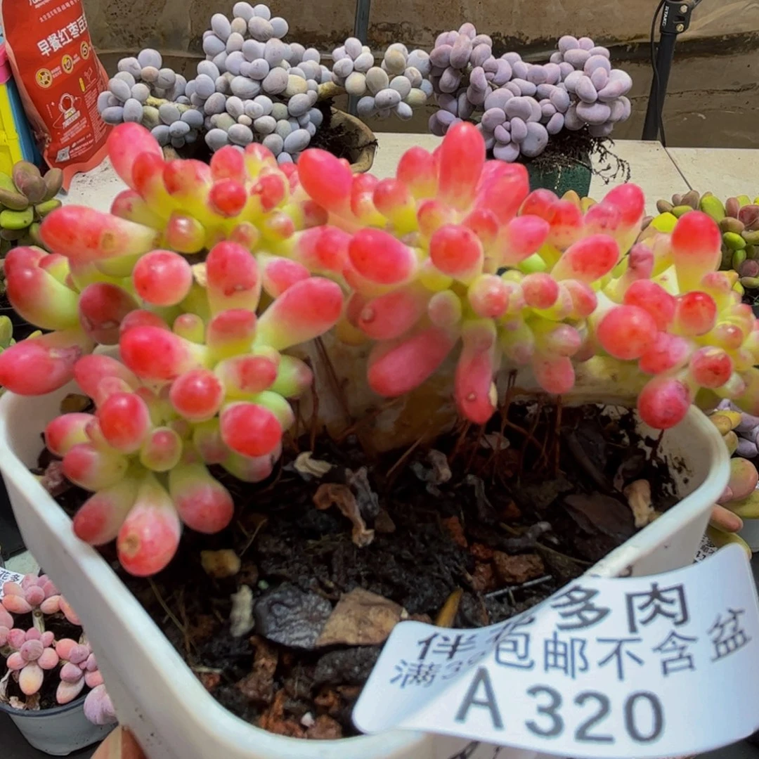 320/8cm乙女心缀多肉