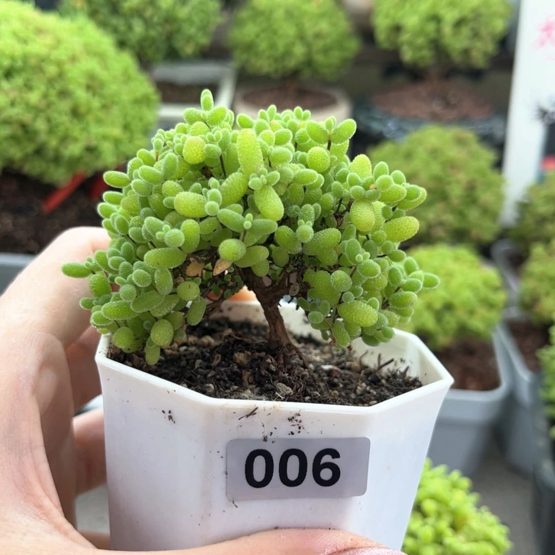 无花朵006蜜桔可爱多肉