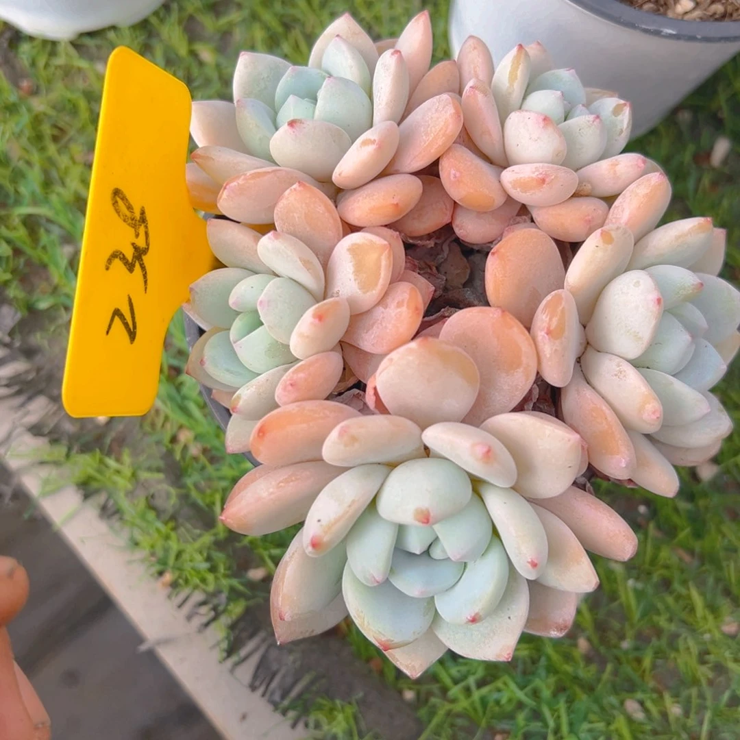 福利来了来了来啦来