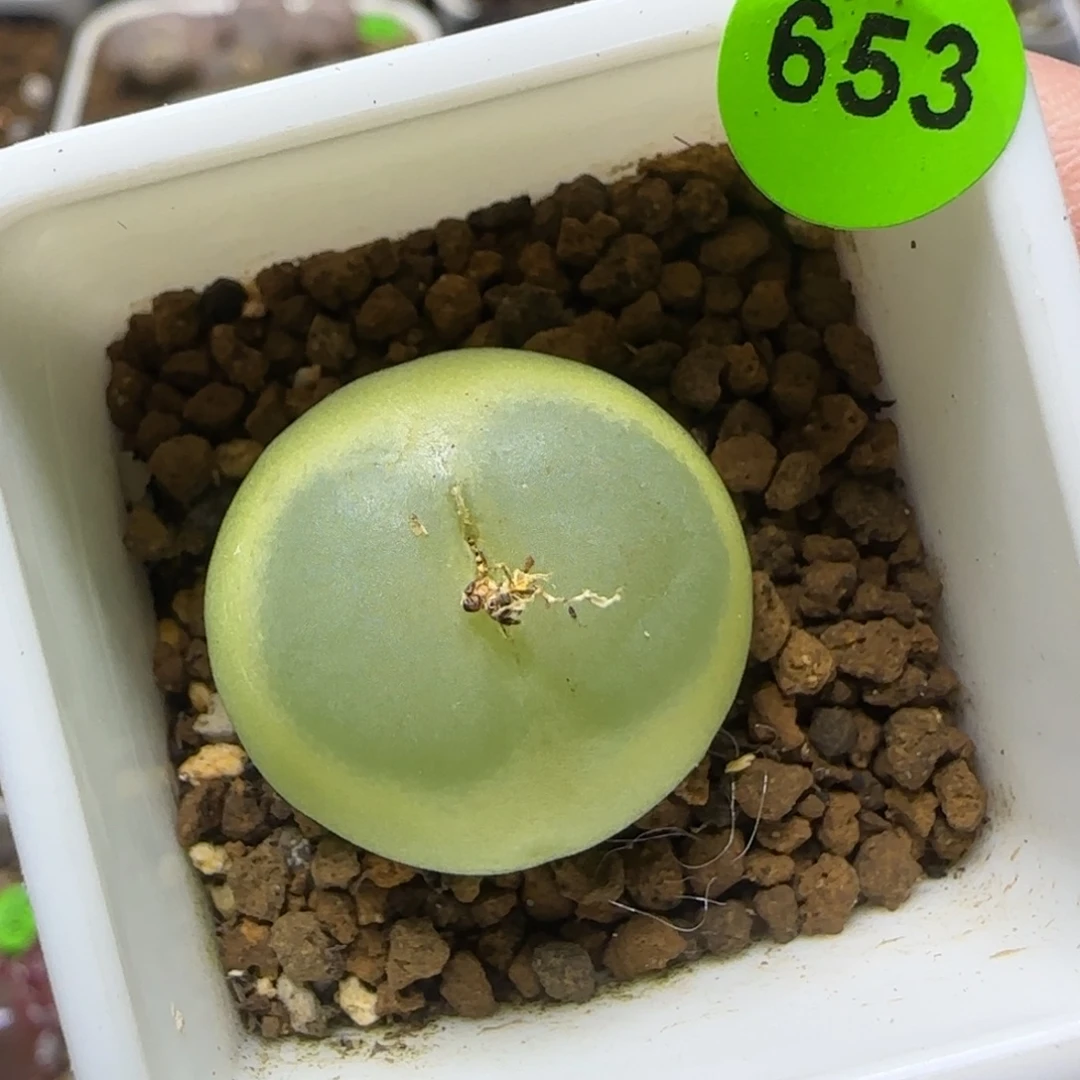 拉登2.2多肉植物653