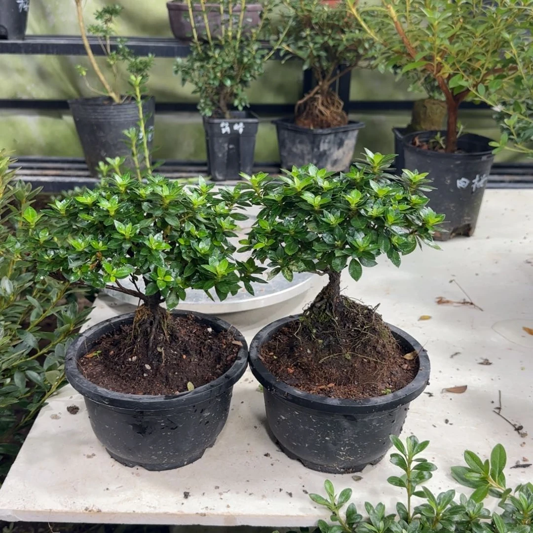 T***郎完全开放鹿山杜鹃花杜鹃花