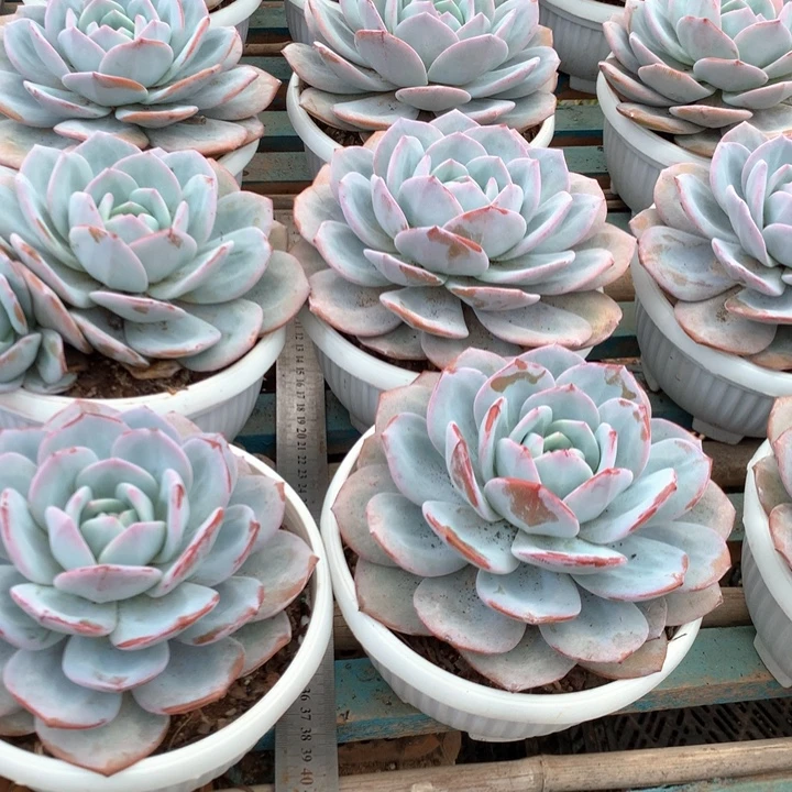 韩版超大母本奶茶19.99