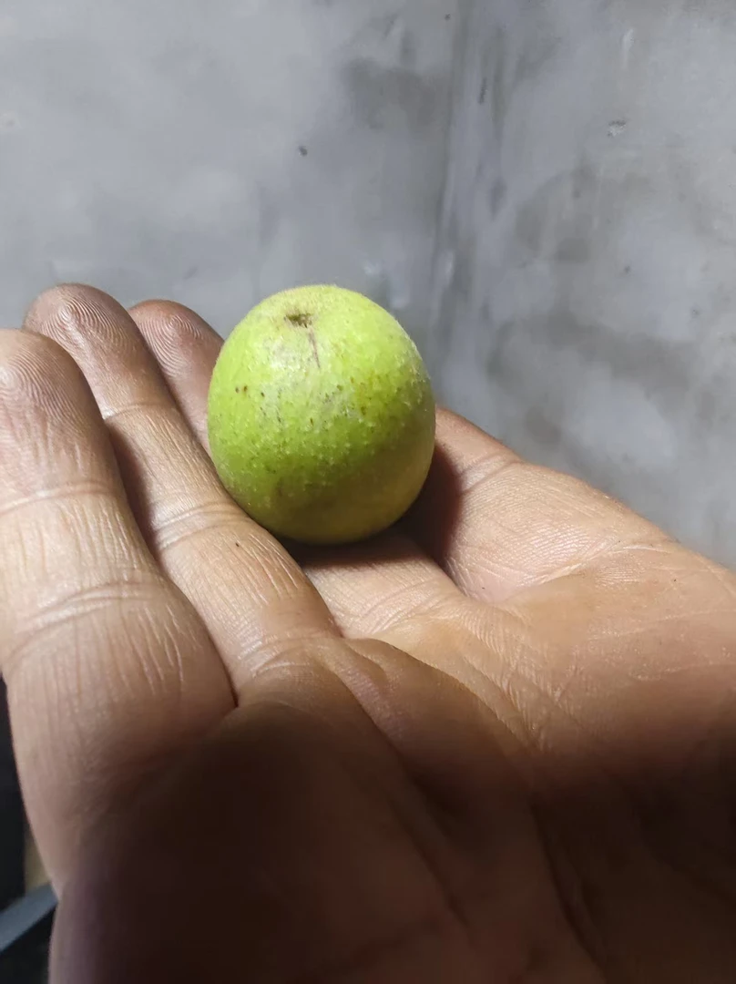 麻核桃开果不退换