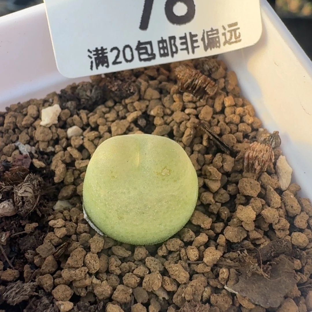 拉登1.4有瑕疵。 带盆土。