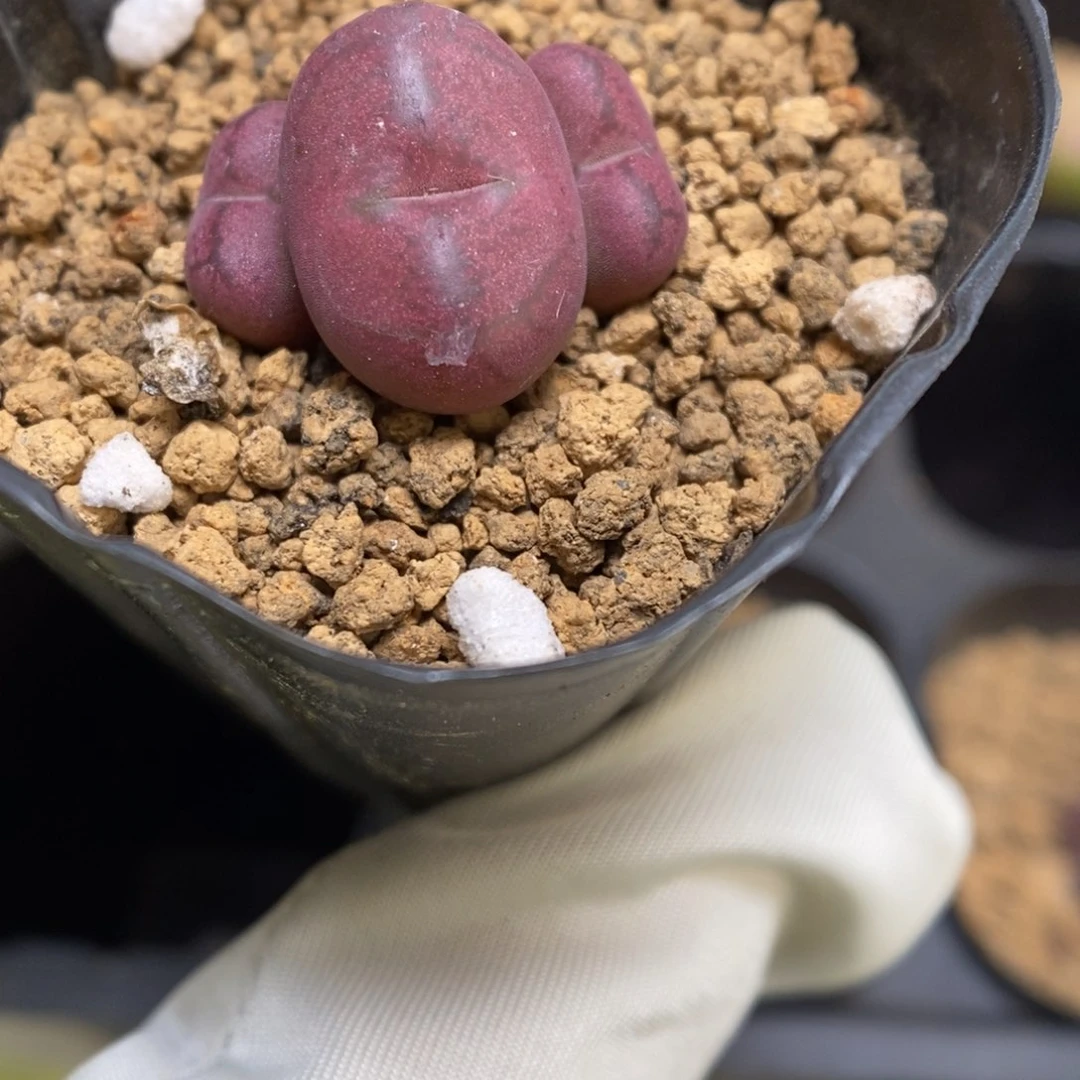 多肉植物肉锥杂交K-3616 吕杂