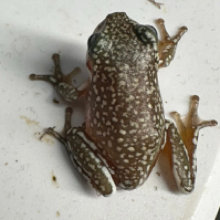 姥爷树蛙，暴雪姥爷苗子