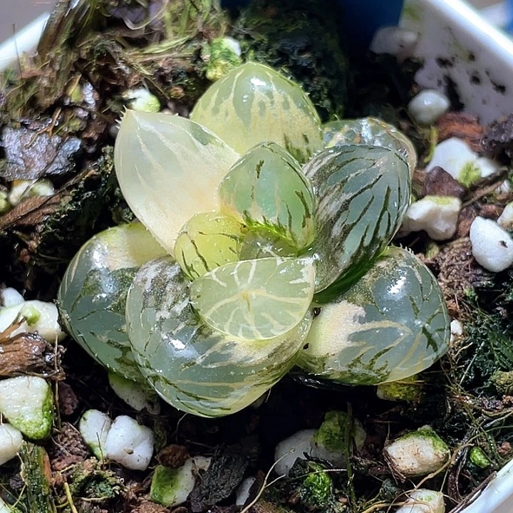 514巨大窗Om锦一物