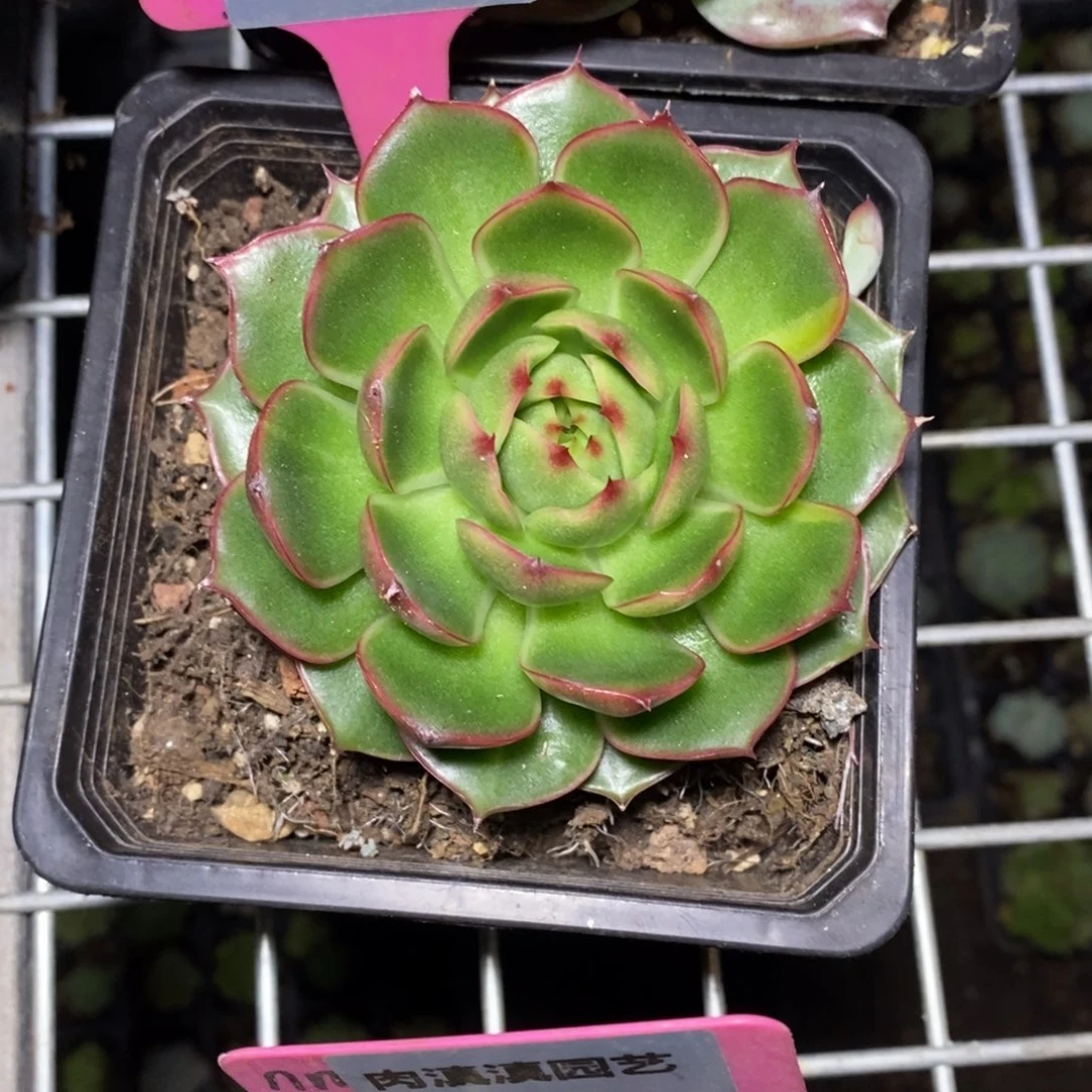 x048-多肉植物 冰边红叶东云带锦
