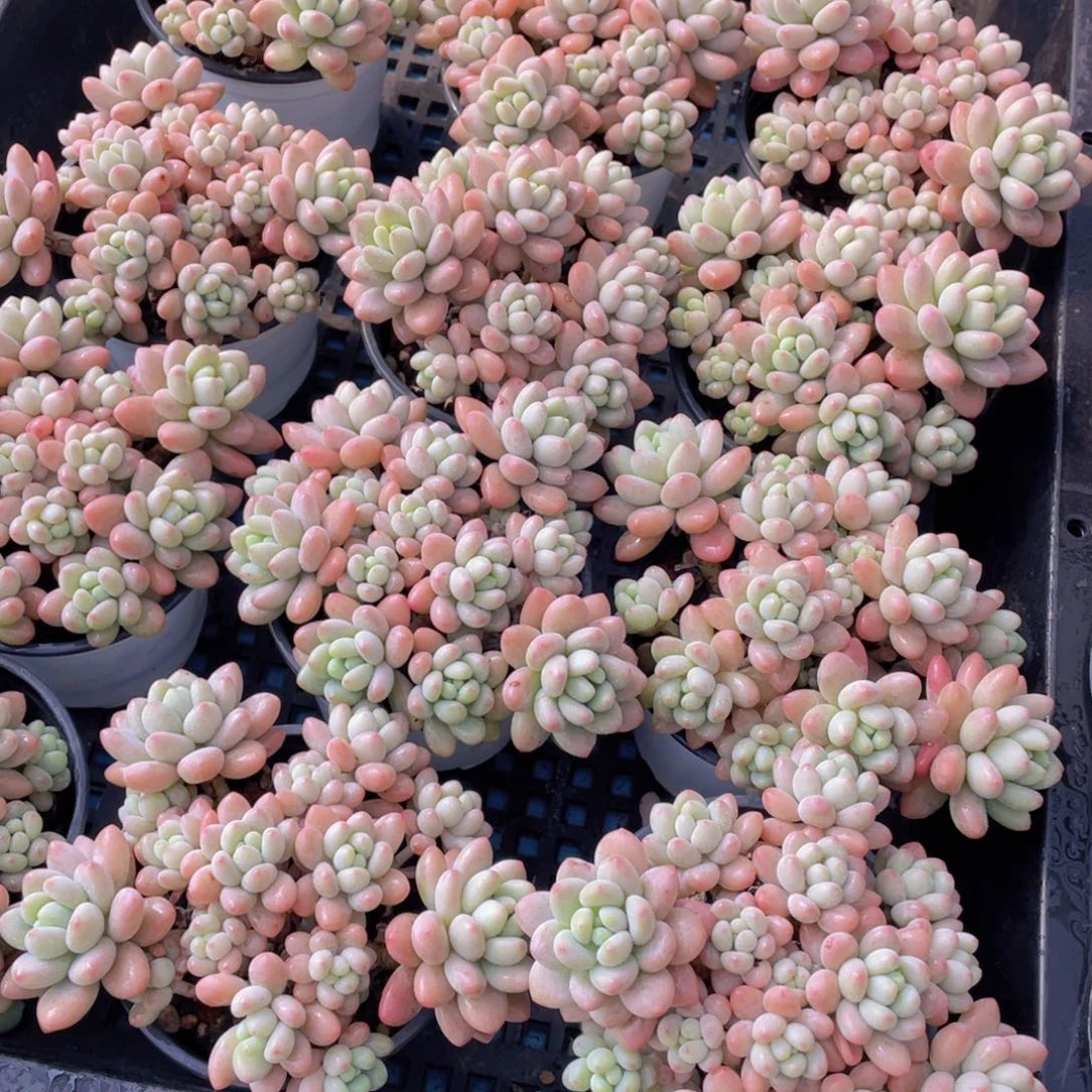 量拍54号 鱼子酱多头老桩手捧大群生一个m