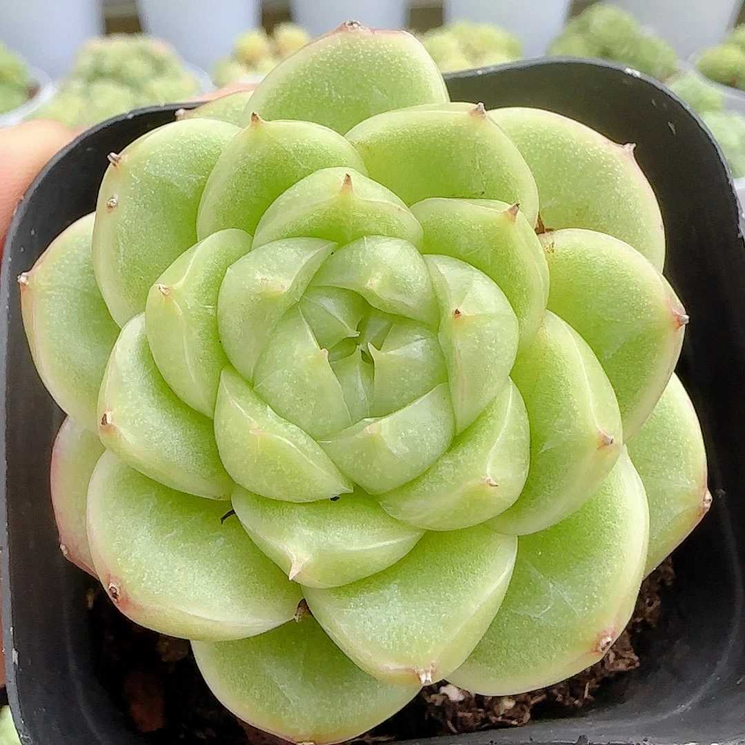 【闪购商品】0924-20包子麦杆