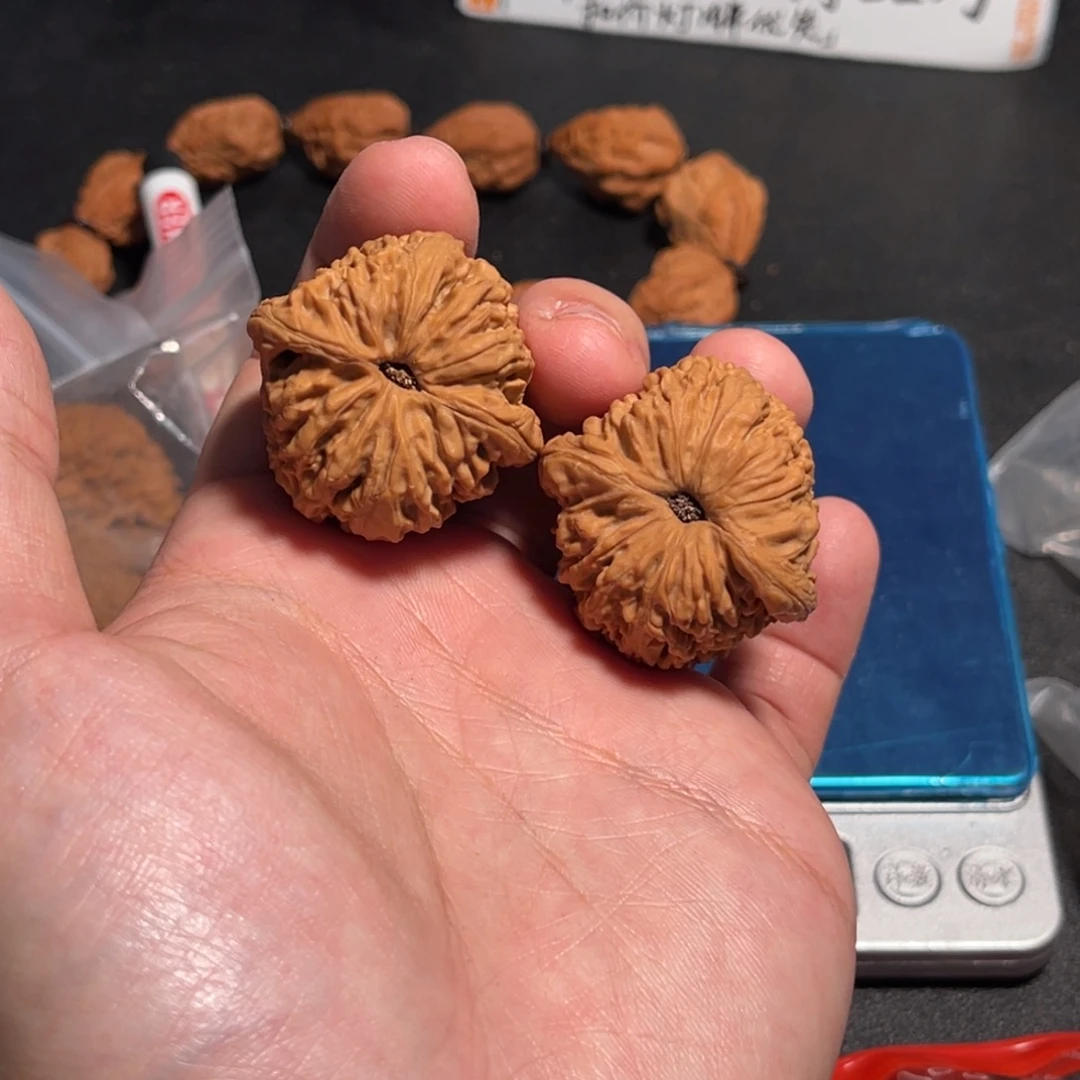 36全品一代涿鹿红皮球僵