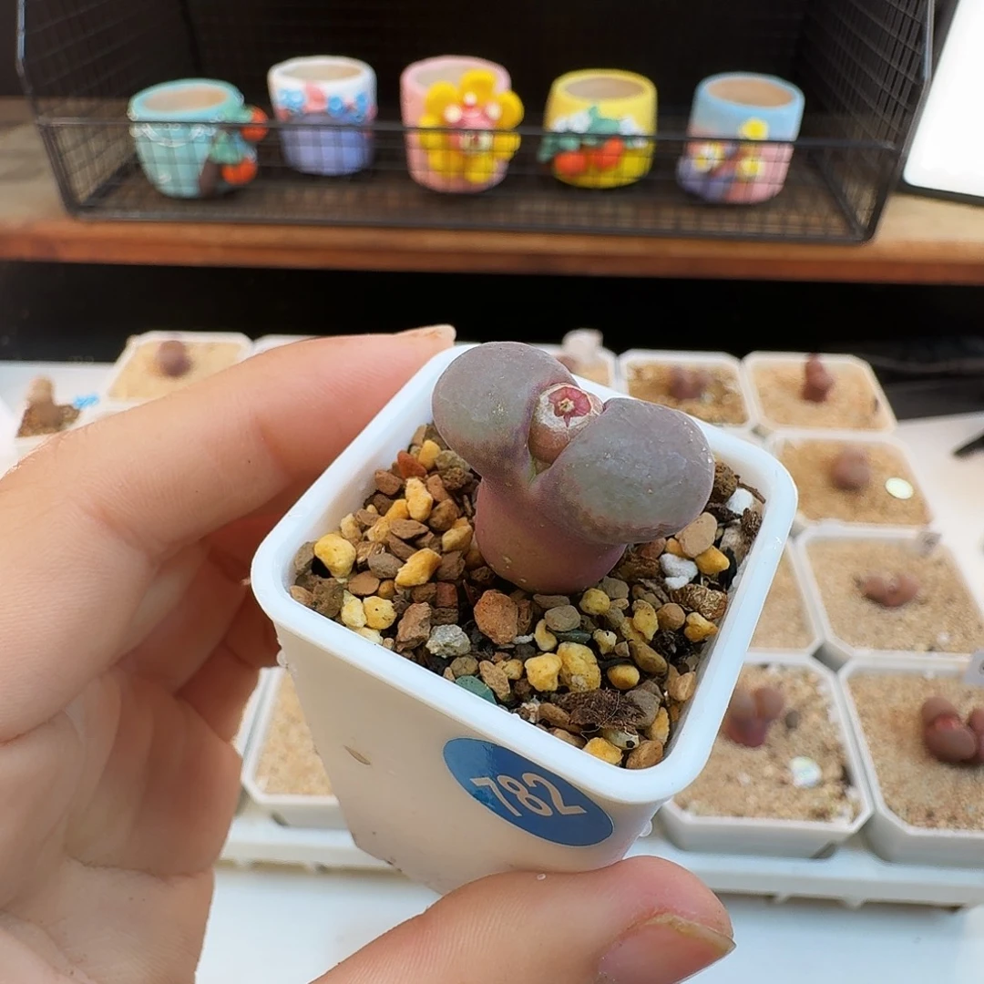 多肉植物福利肉锥782