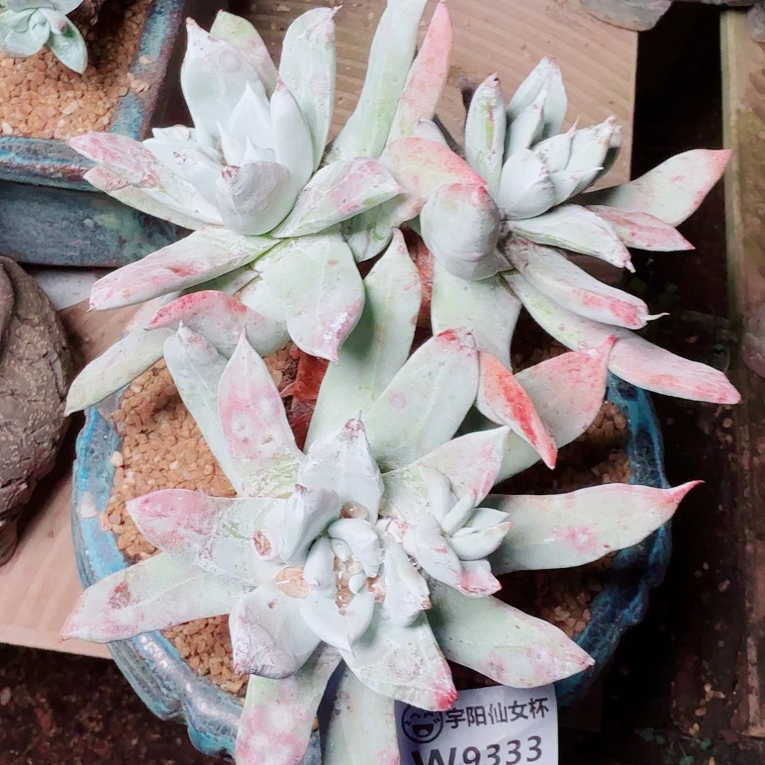 9333帕翠啥仙女杯多肉