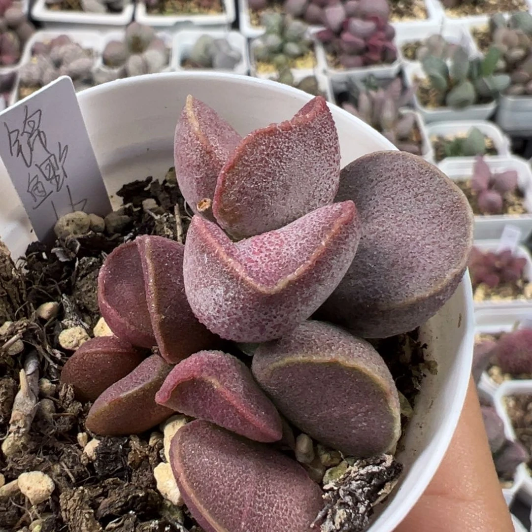 锦鲤磨砂蛋多肉植物水泡