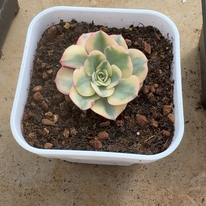 奶油仙子一物一拍