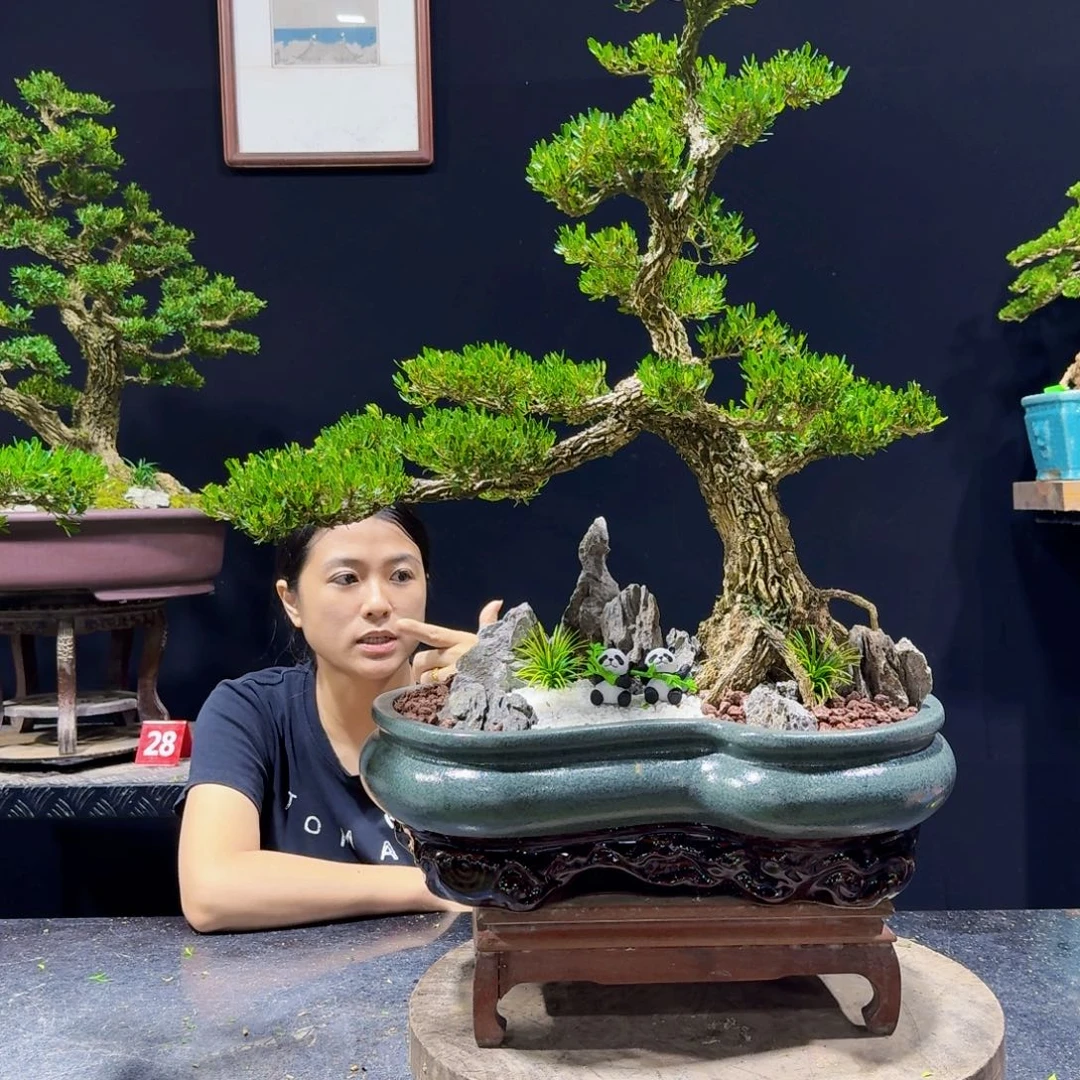 义***和无花朵盆景黄杨室内外的