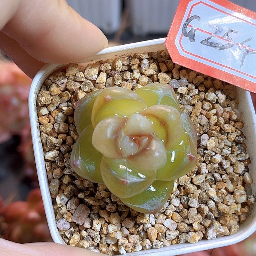 G254一物一拍 初雨