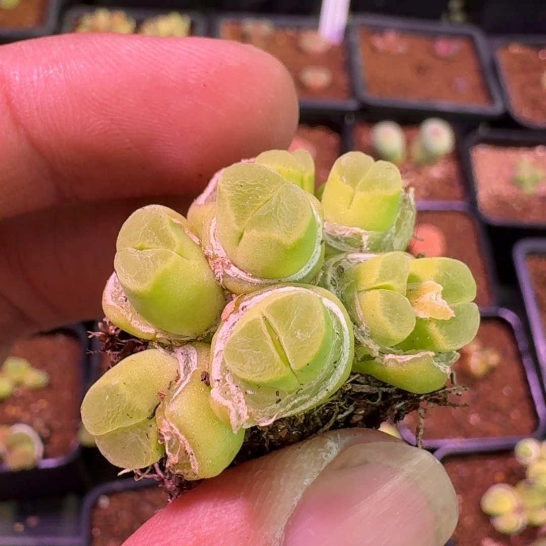 书*云缦精品番杏10.32粉胖虎