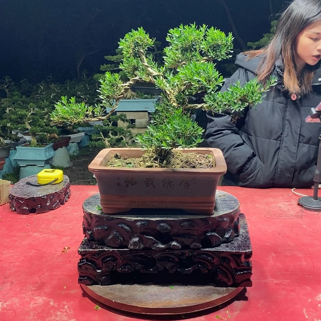 完全开放广东黄杨盆景