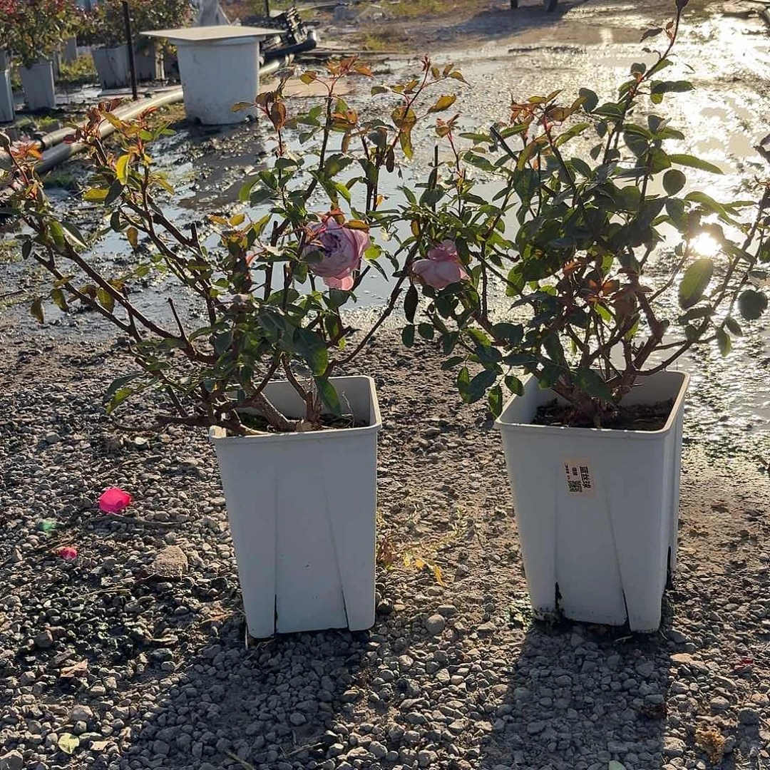 当前无花朵，栽培后可花朵蓝丝球