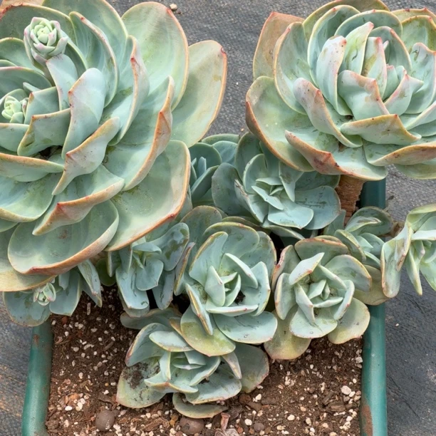 精品多肉老桩【多头血凤】【轻微断枝不售后】