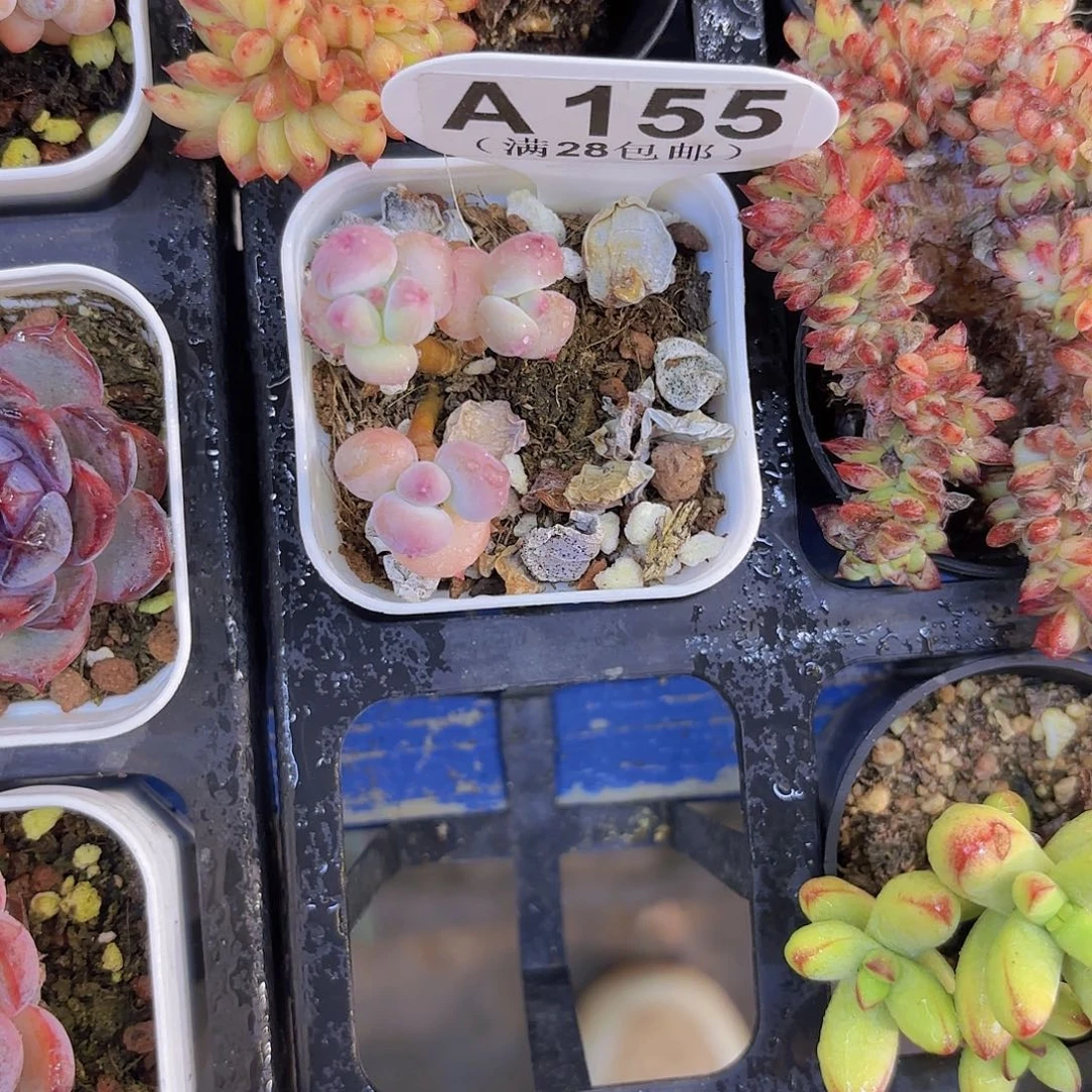 A155萤火虫一物一怕的