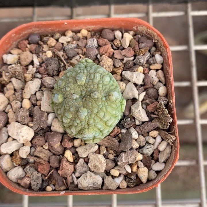 伯克利和格蕾纳等著名音乐