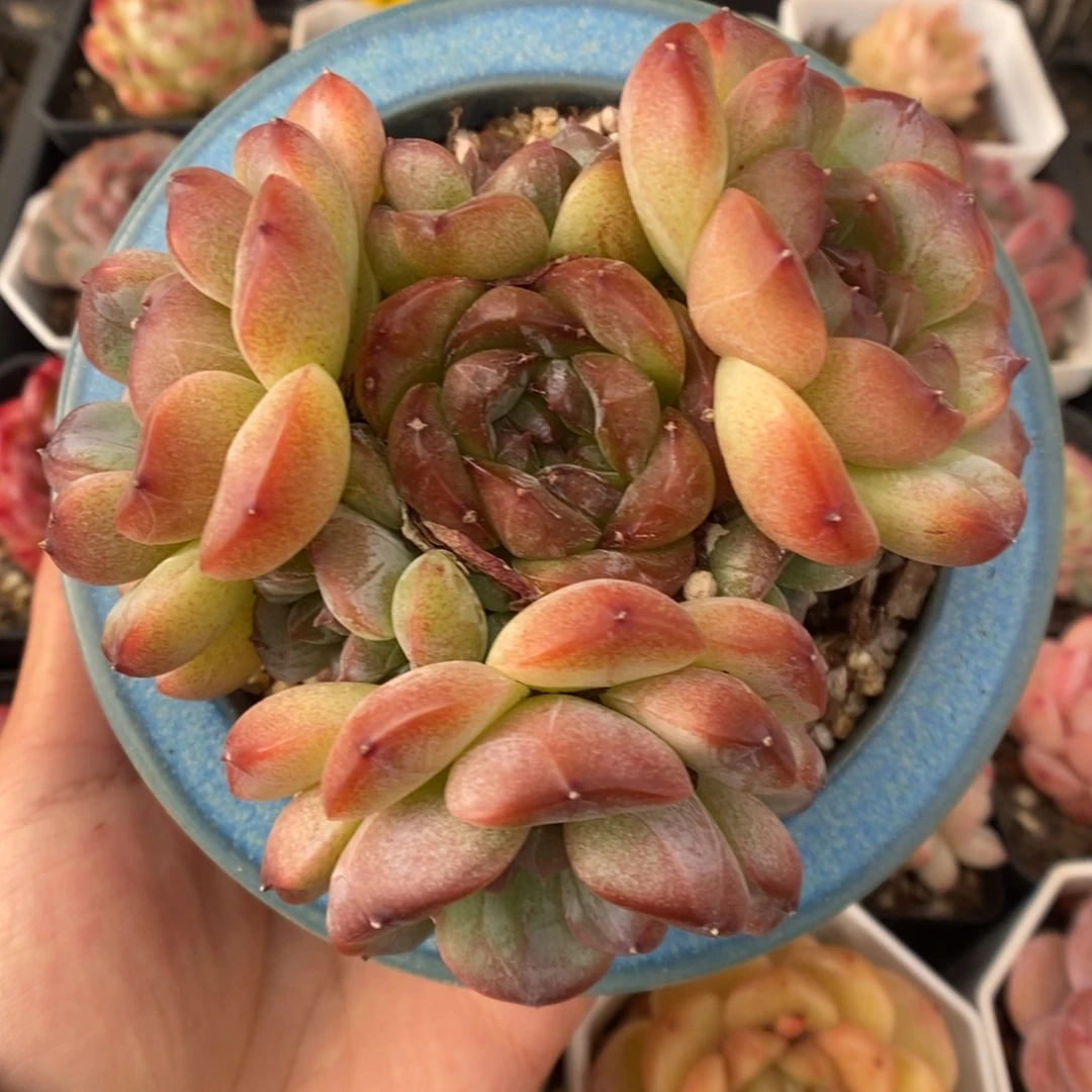 母本珍妮群生923号