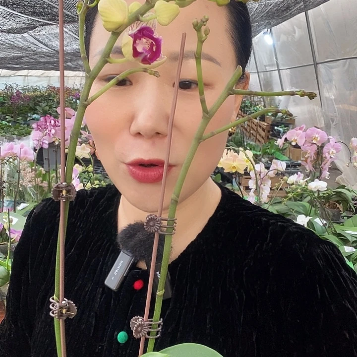 无花朵风铃蝴蝶兰