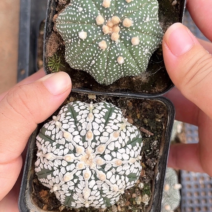 汤***圆汤圆圆的海星兜一物一拍