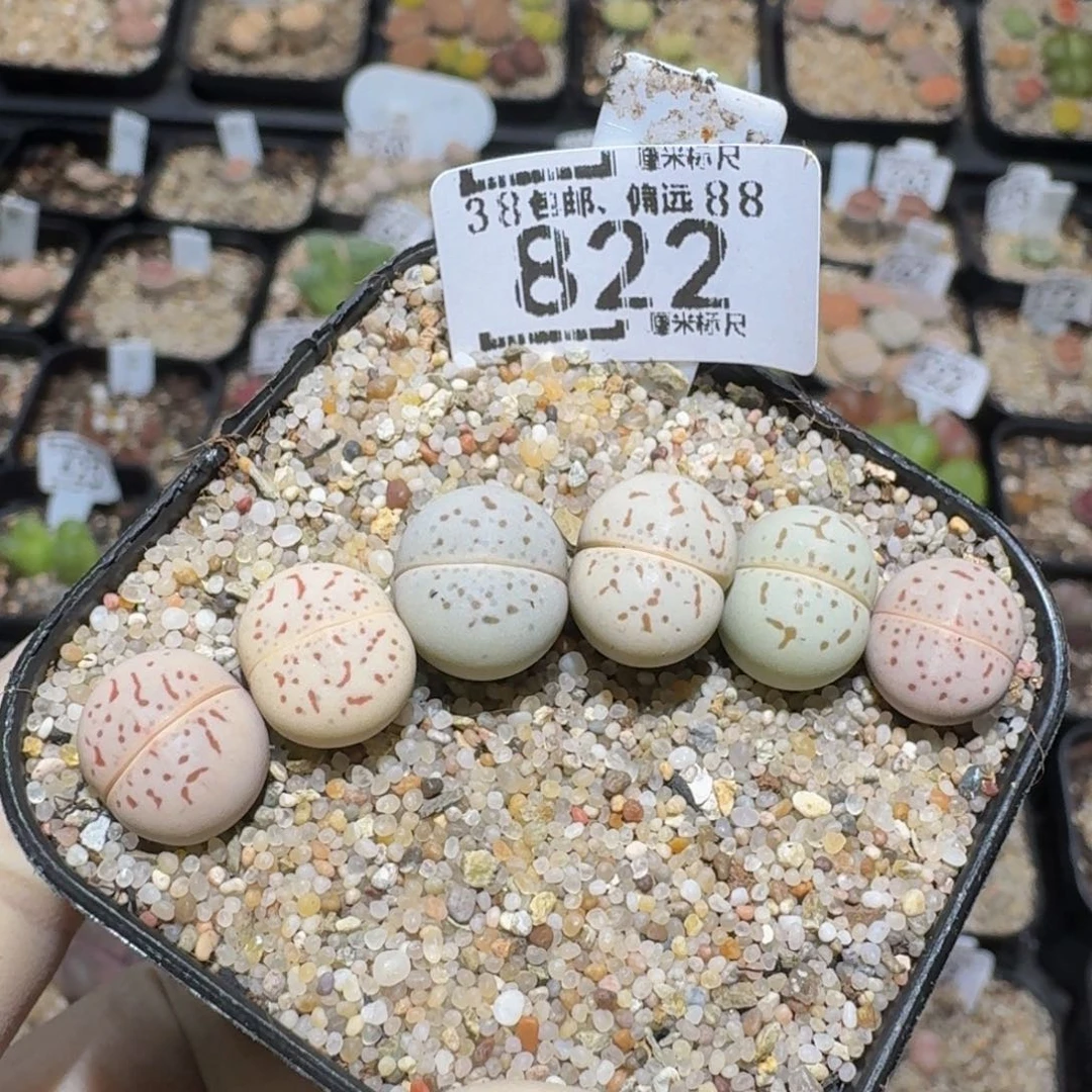 zzzz精品生石花饼822