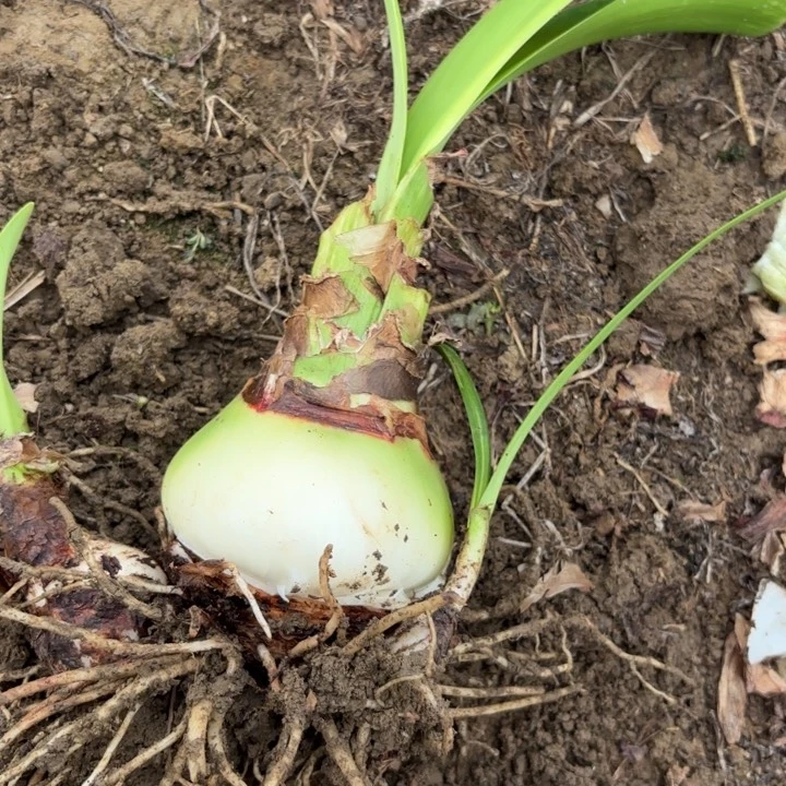 无花朵抖***雪甜蜜包对版8512