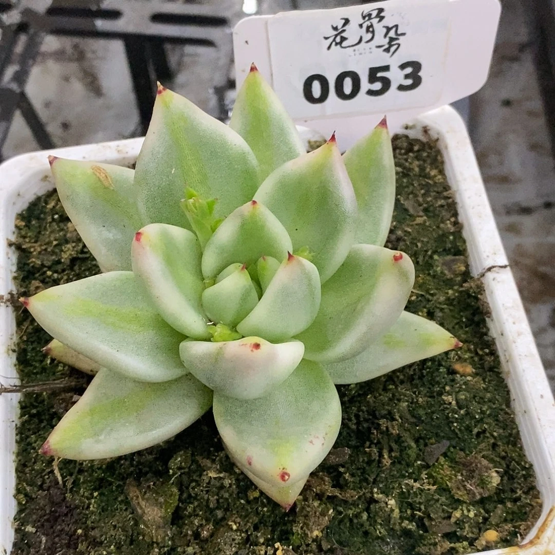 053哈哈哈哈哈哈哈