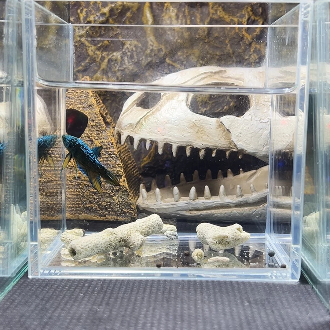 斗鱼精品精品精品精品精品精品