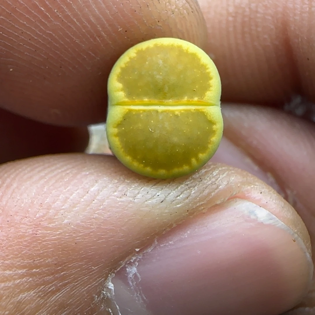 606 生石花大棚直播