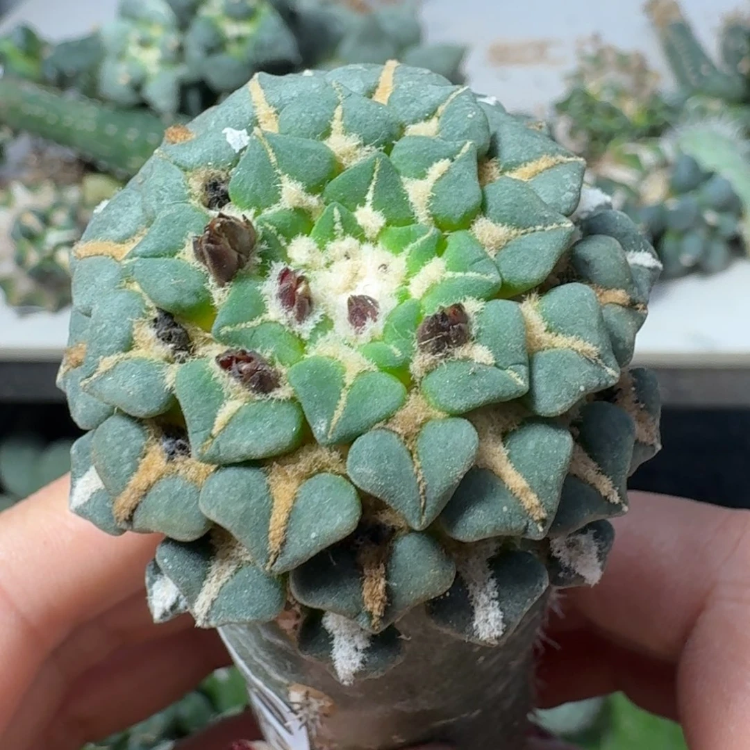 【闪购商品】无花朵欧系红花馒头姬牡丹380