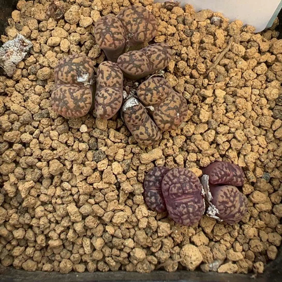 12-19肉锥多肉植物，