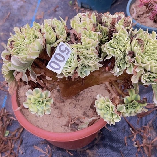 李***英多肉植物一个绿豆沙