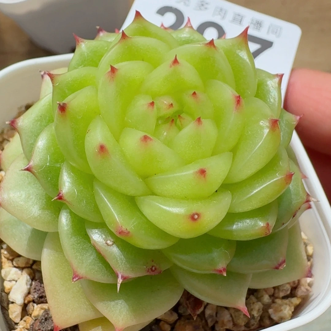 杜若珍妮            精美多肉植物