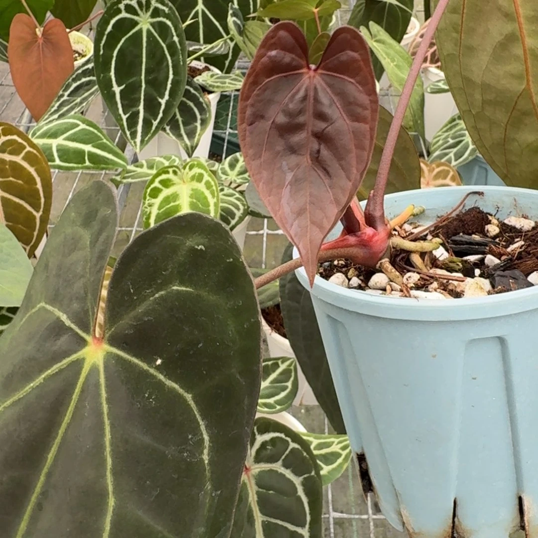 不开花植物黑桃杂 暗黑巴拿马