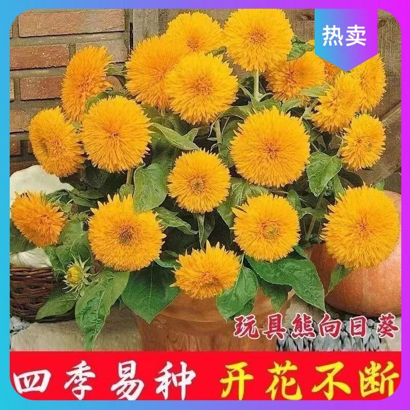 *爆款重瓣矮脚向日葵种子观赏小型玩具熊向日葵耐旱耐热盆栽庭院