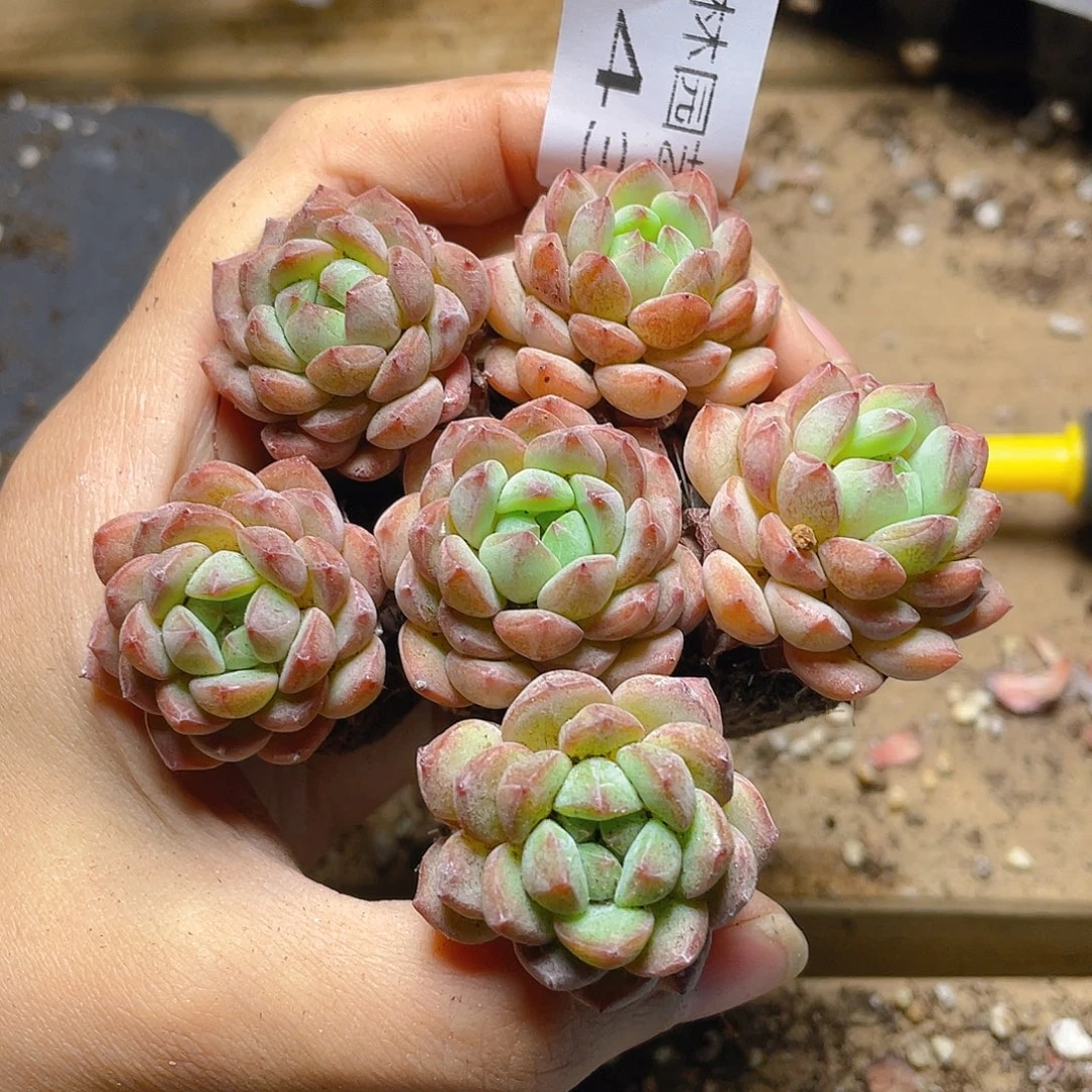 多肉植物多肉植物243