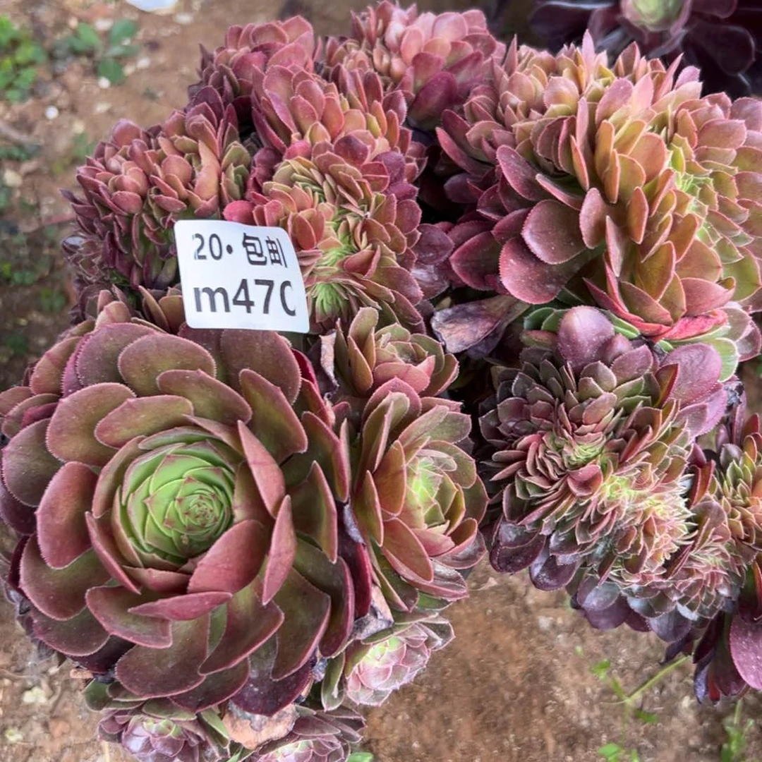 7****?470 万缀，满20包邮