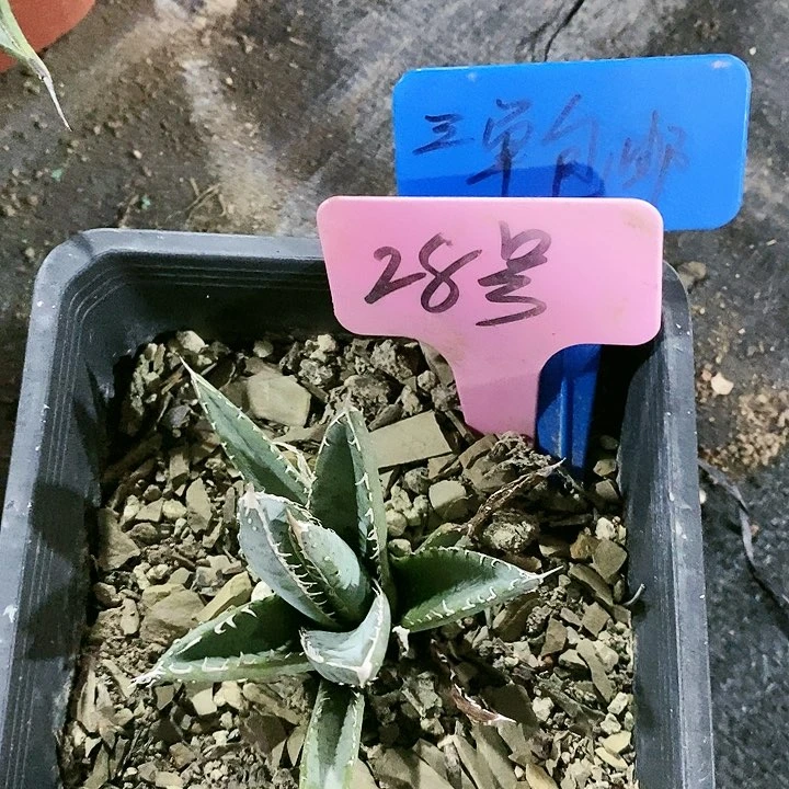 【闪购商品】无花朵龙舌兰帝释天