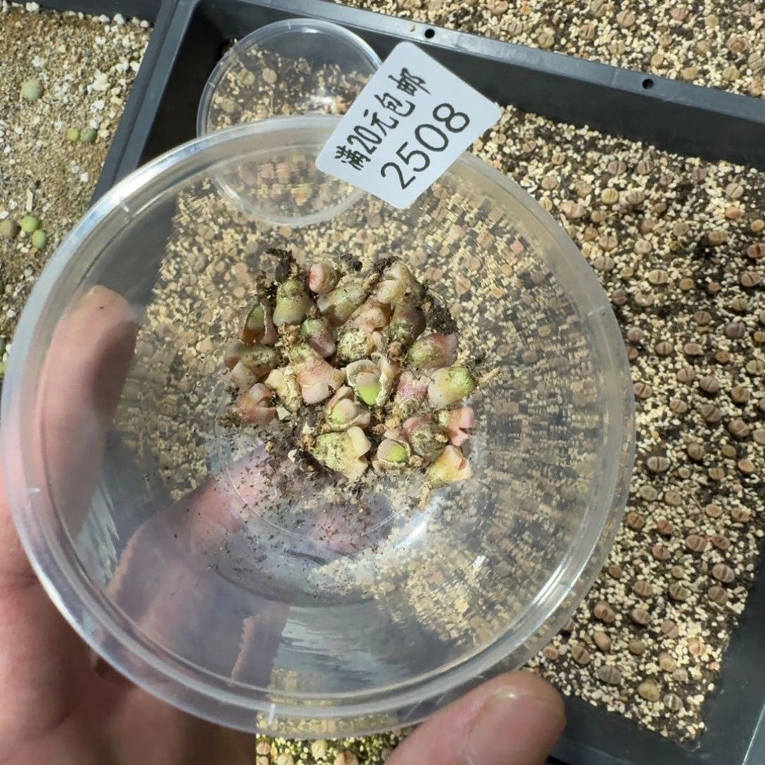 梁*2508。小热唇一组