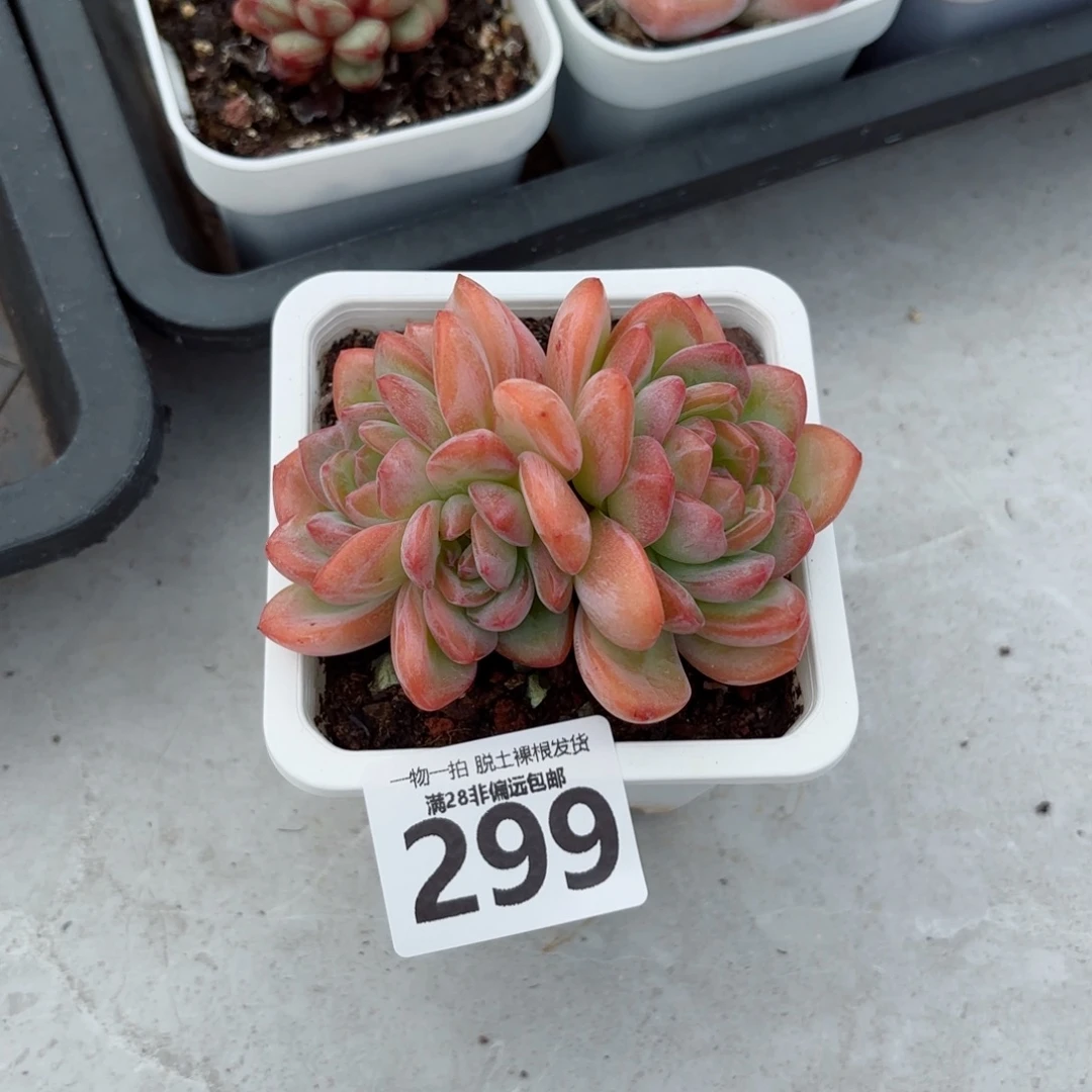 全明星老桩无盆土发货