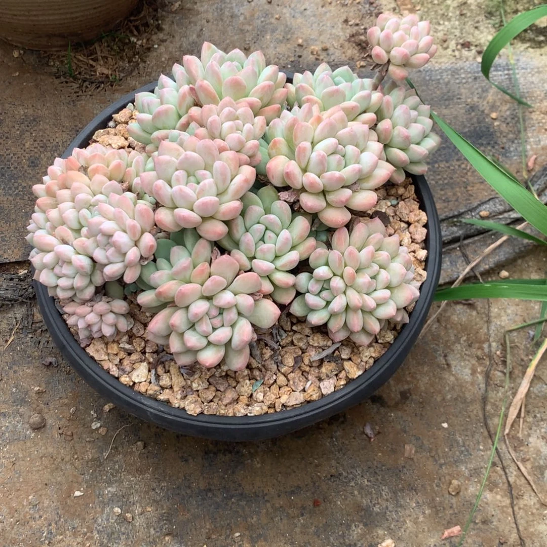 旭***旭清光绪二十四十二载春秋初